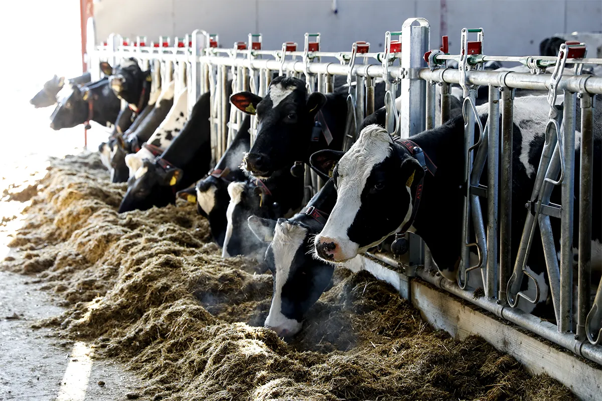 Dairy Housing Solutions Teemore Engineering Livestock Housing Specialists