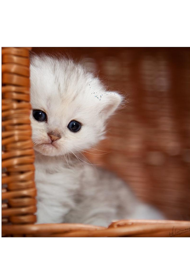 Скорее пожалуйста. Поправляйся картинки прикольные. По скорее или поскорее. Лиза прости меня. Скорее пожалуйста.