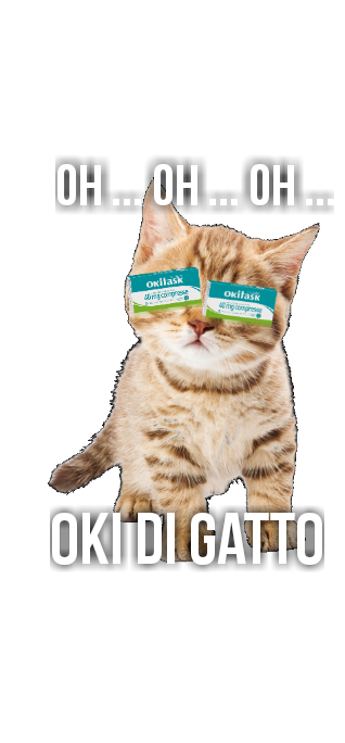 oki di gatto oki di gatto