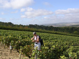 Voyage en groupe en Bourgogne : terroir et tradition - réf : 058