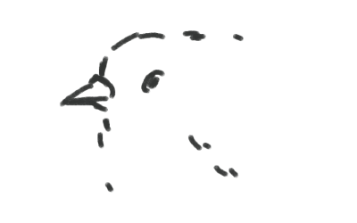 this is a fat fluffy bird