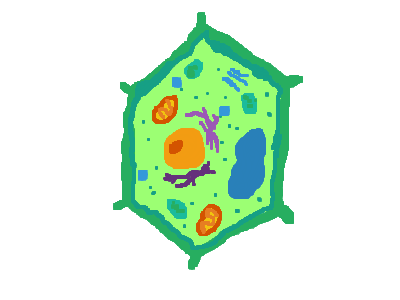 Plant Cell