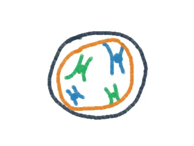 Meiosis