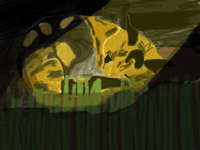 Cassie. (Friends super cute cat)