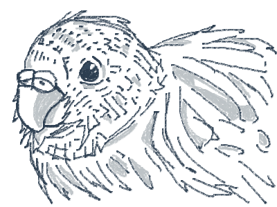 I forgot my password so quick, have a parrot