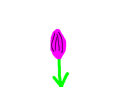 the flower