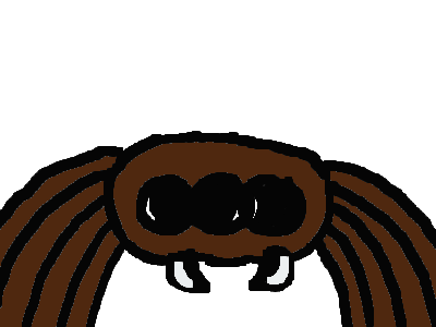 this is what i think of your pet spider