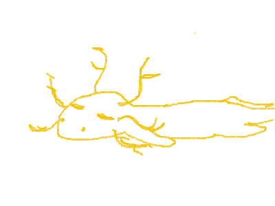 a meh golden axolotl