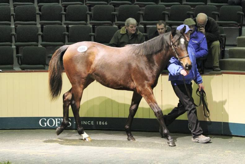 GOFFS SALE Goffs sales season off to flying start 13 February 2015 Free