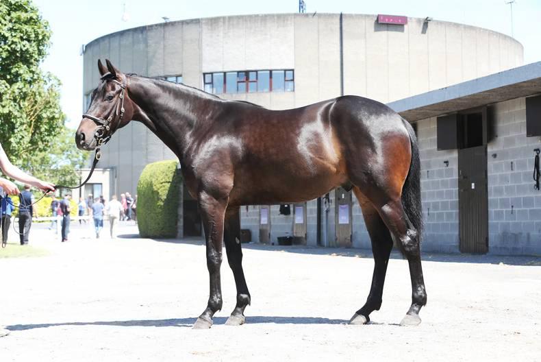 New format Goffs Land Rover Sale starts Tuesday 03 June 2016 Premium