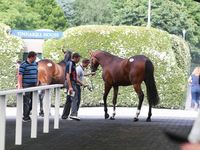 Presenting filly tops Part 2 of Goffs Land Rover Sale 10 June 2016 Free