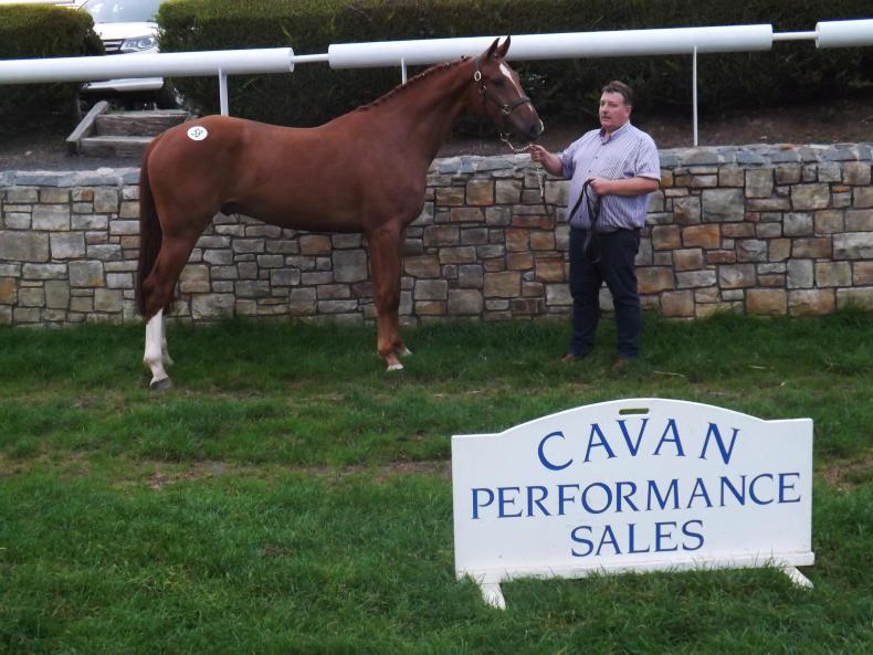 CAVAN SALES Sligo Candy Boy gelding fetches €21,000 24 August 2018 Premium