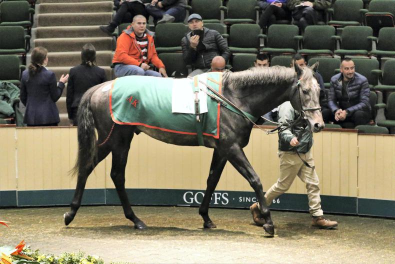 GOFFS AUTUMN HIT SALE Horses in training fall off the pace 25 October