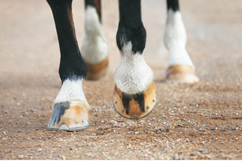 HORSE SENSE Dealing with a hoof abscess 28 February 2020 Premium