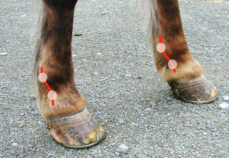 HOOF CARE FEATURE 2020 How digital pulses can help you help your horse
