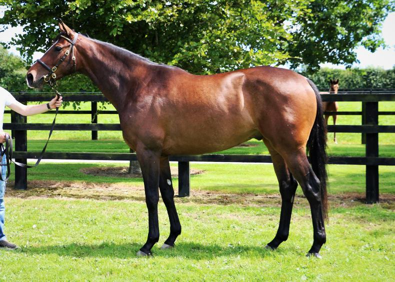 GOFFS LAND ROVER SALE Son of Lauro tops subdued second day 13 August