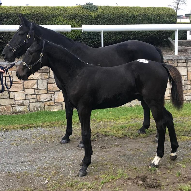 CAVAN SALES Sligo Candy Boy colt fetches €12,500 09 October 2020 Premium