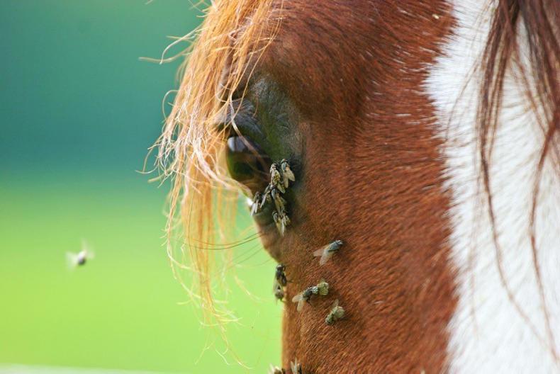 HORSE SENSE Top tips to protect your horse from extreme heat 18 July