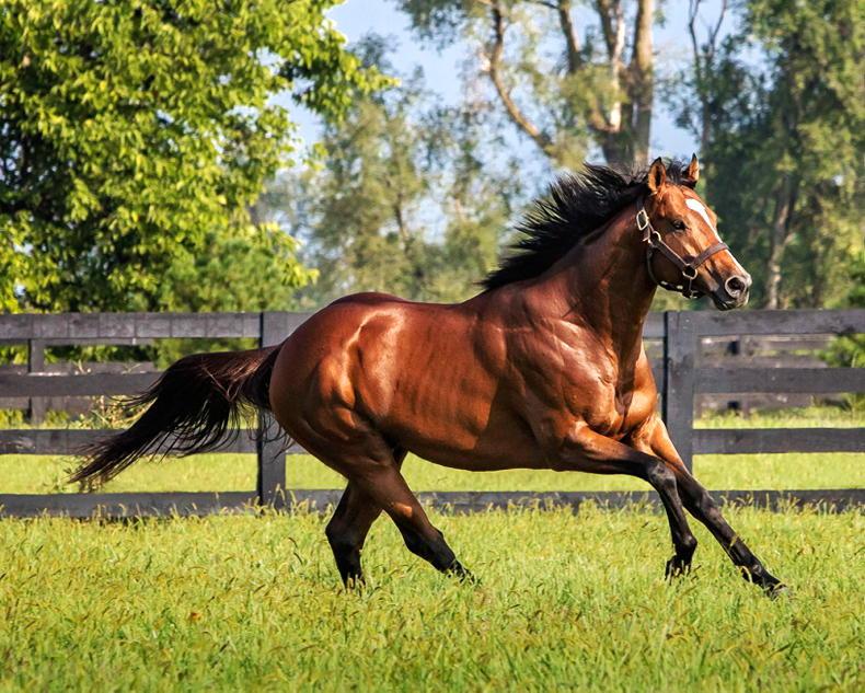 BREEDING INSIGHTS: The busiest stallions in the USA - Vimarsana News
