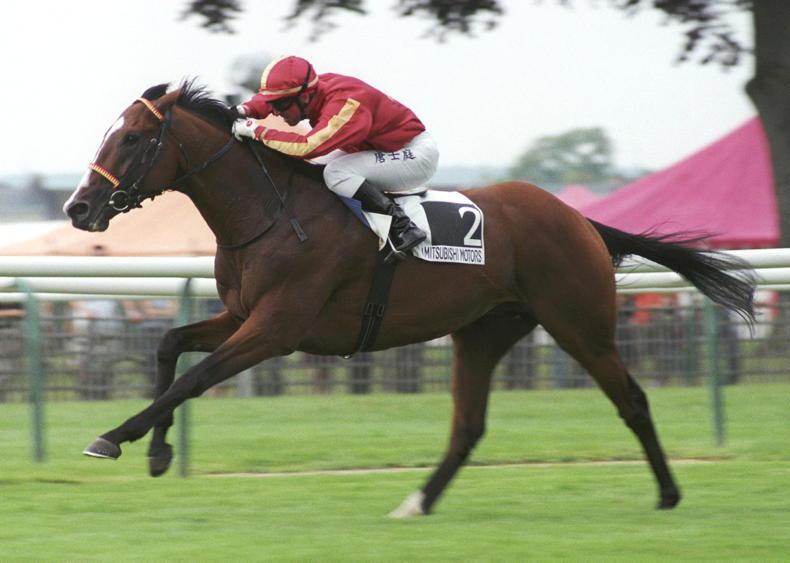 BREEDING INSIGHTS: Blackrath's Saddex takes starring role - Vimarsana News