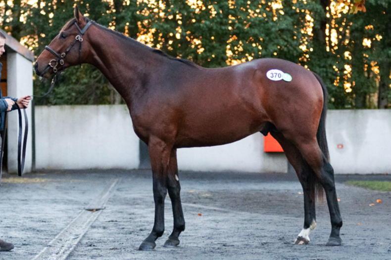 SALES: Shadwell dispersal brings unprecedented trade at Goffs - Vimarsana News