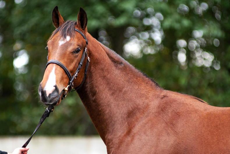 SALES: Astonishing 92% clearance rate at Goffs Autumn Yearling Sale - Vimarsana News
