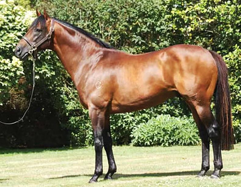 BREEDING INSIGHTS: Underrated Zed still making his presence felt - Vimarsana News