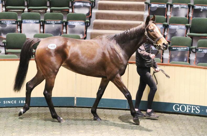 SALES: €16 million mare spend at Goffs highest since 2016 - Vimarsana News