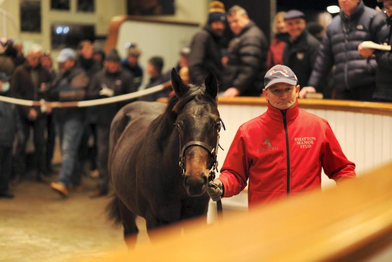 SALES: Sea The Stars filly foal fetches 225,000gns - Vimarsana News