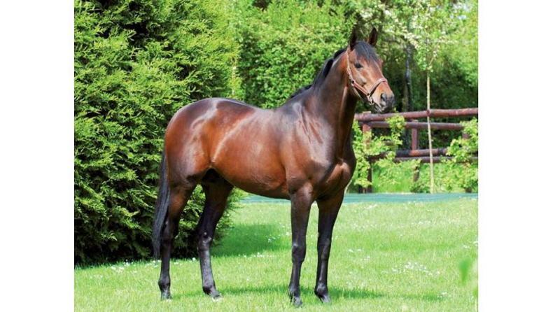 BREEDING INSIGHTS: A Plus Tard is another Kapgarde super-star - Vimarsana News