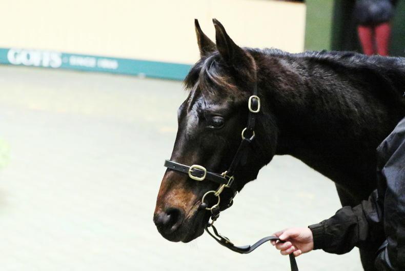 SALES: Burrows Saint brother sells for €90,000 - Vimarsana News