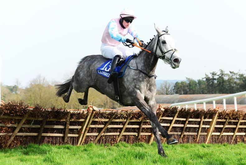 LIMERICK SUNDAY: Western Zara should be fit to go - Vimarsana News