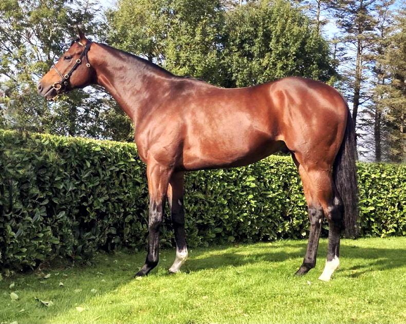 ITM IRISH STALLION TRAIL: Optimism abounds among stud owners - Vimarsana News