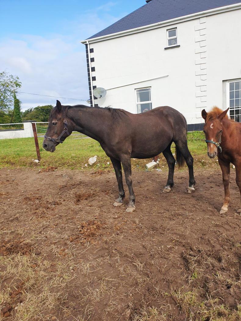 NEWS IN BRIEF: Pony Spring Tour set to jump off in March - Vimarsana News