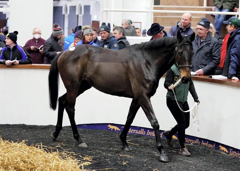 SALES: Record average price at Tattersalls Ireland sale - Vimarsana News