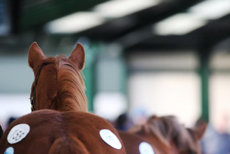 SALES: Goffs February Sale trade well ahead of pre-Covid levels - Vimarsana News