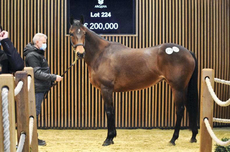 ARQANA FEBRUARY MIXED SALE: Demand strong for mares as breeding season opens - Vimarsana News