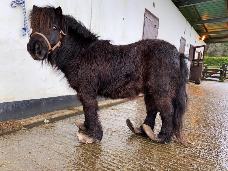 NEWS: Pony court case costs Offaly man €1,750 - Vimarsana News