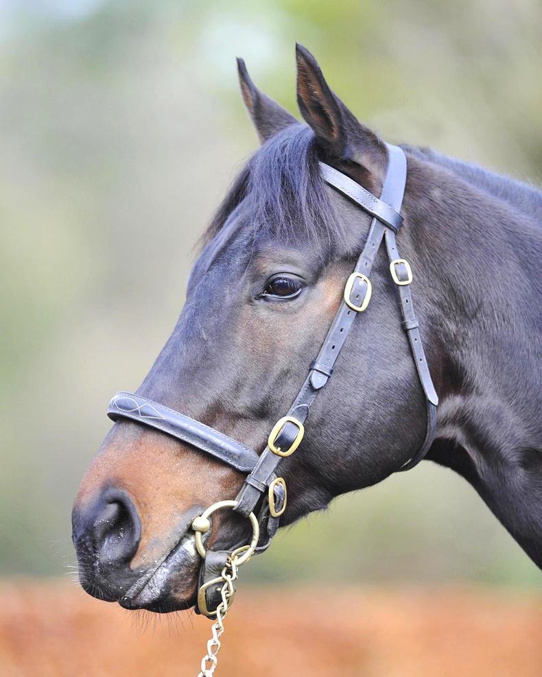 SIRE REVIEW: Standing at Coolmore Stud: No Nay Never - Vimarsana News