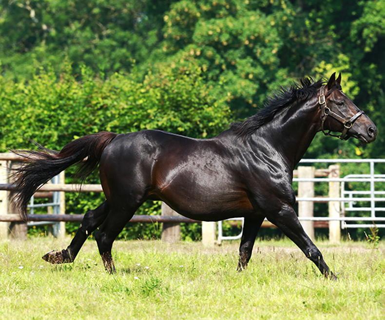 SIRE FOCUS: A landmark 80th blacktype National Hunt winner - Vimarsana News