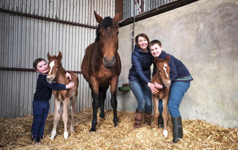 NEWS: Twin filly foals delights new owners - Vimarsana News