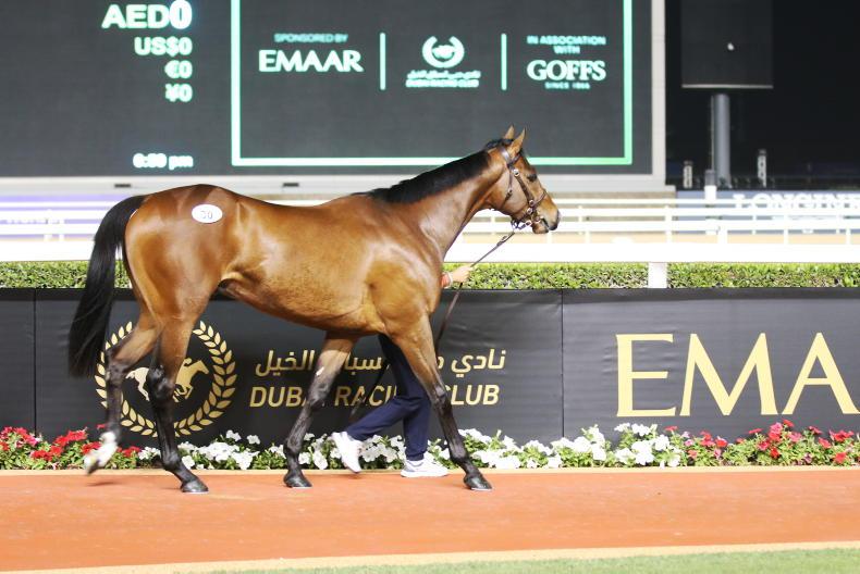 SALES: Over €8 million spent at first Dubai Breeze-Up Sale - Vimarsana News