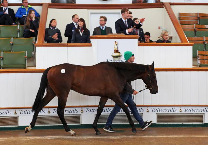 SALES: Michael O'Callaghan buys 160,000gns juvenile colt - Vimarsana News