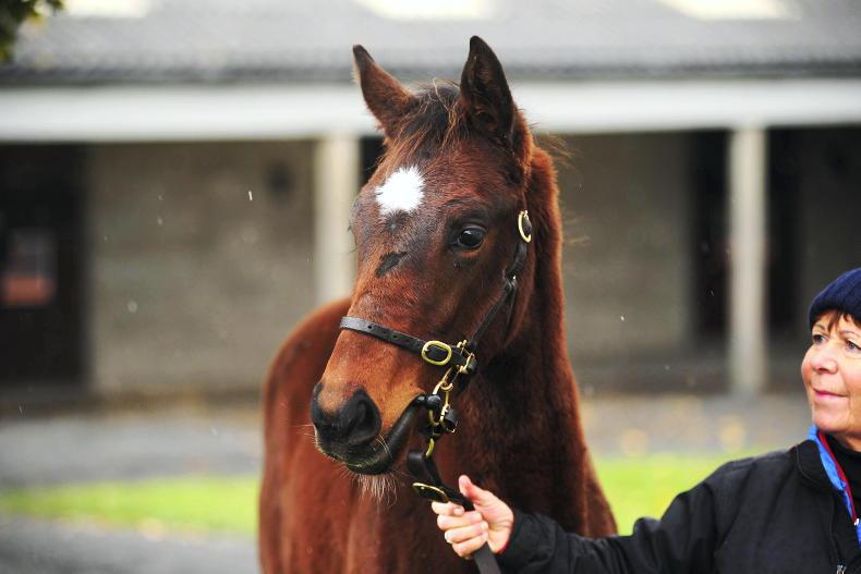 SALES Altior halfbrother headlines Goffs Land Rover Sale catalogue 06