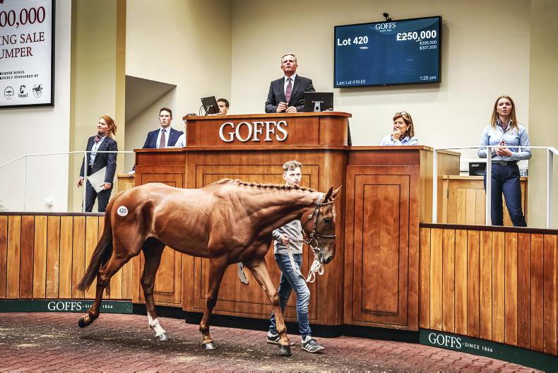 SALES: Willie Mullins to train £250,000 point-to-point graduate - Vimarsana News