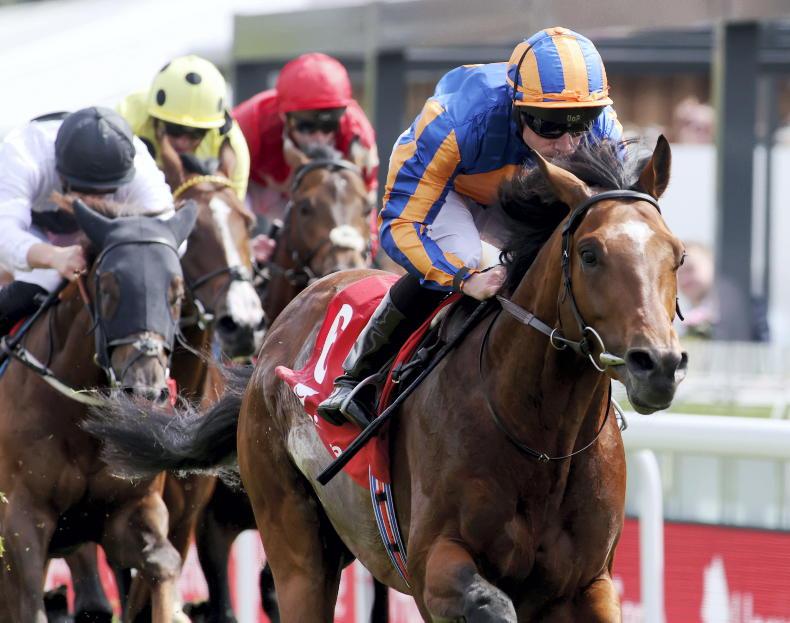 DONN MCCLEAN: Take this 14/1 shot to shake up Derby field - Vimarsana News