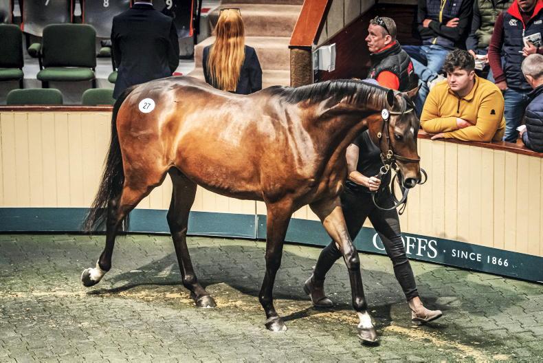 SALES: Exceptional opening day's trade at Goffs - Vimarsana News