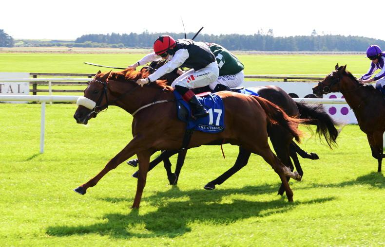 DOWN ROYAL SATURDAY: Back his Cougar to show his class in Ulster Derby - Vimarsana News