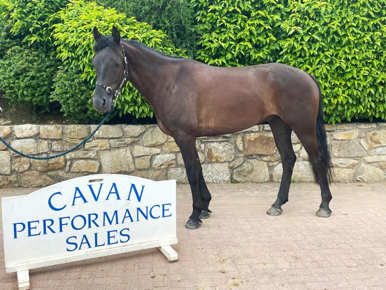 CAVAN SALES: Strong trade returns €18,000 top lot - Vimarsana News