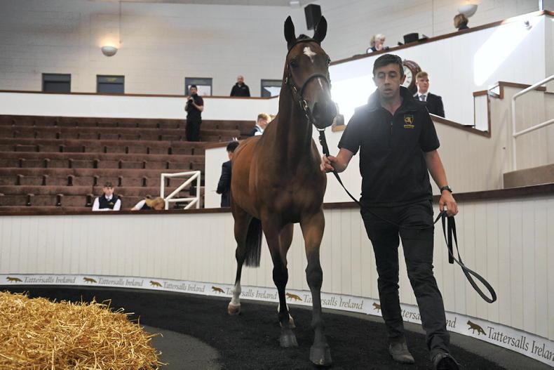 SALES: Paul Nicholls and Nicky Richards take top lots at Tattersalls Ireland - Vimarsana News